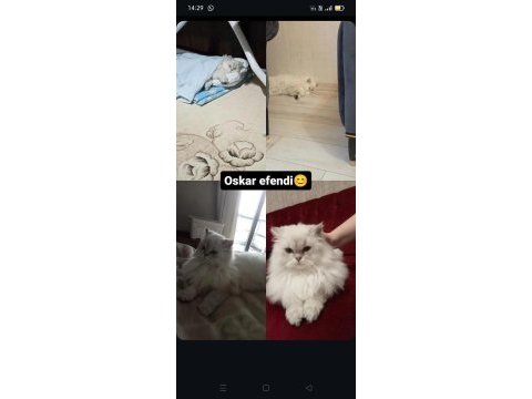 British longhair bal yavrumuza yuva arıyoruz