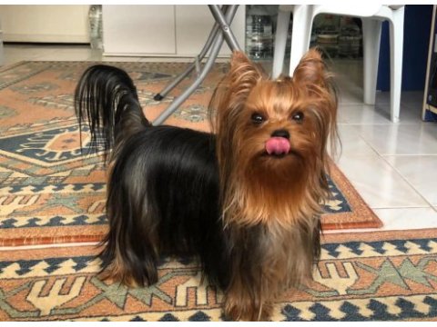 Şecereli yorkshire terrier bebekler