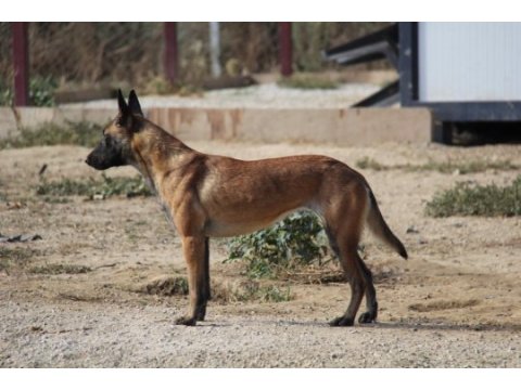 Fcı a şecere malinois