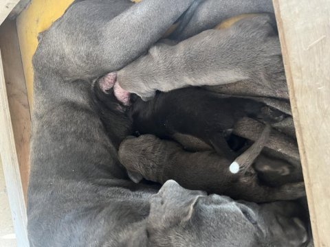 Rezerveye açık cane corso yavrular