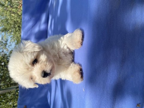 Kar beyaz maltese köpeği
