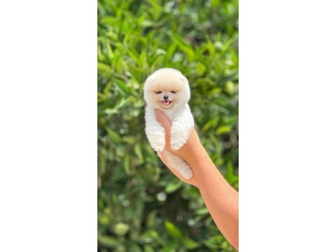 Pomeranian boo bebeklerim
