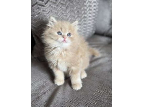 2 aylık erkek british longhair