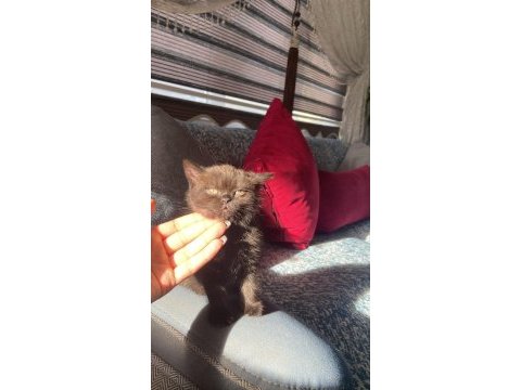 Cinemom brown kahverengi scottish fold yeni yuvasını arıyor