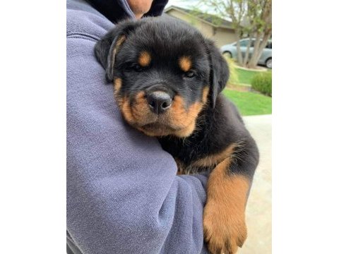 Sağlık ve ırk garantili rottweiler alman panzeri