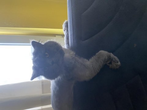 Oyun sever dost canlısı british shorthair için yuva arıyoruz