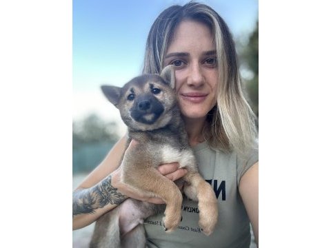 Shiba inu yavrular
