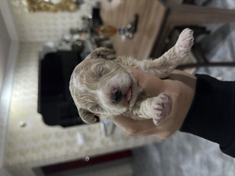 Maltipoo bebekleri