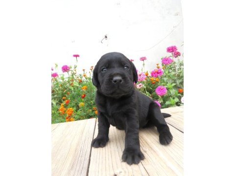 Fcı-kıf secereli labrador retriever yavrular