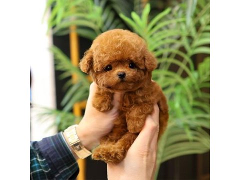 Gülen surat oyuncak yapılı poodle bebişlerim