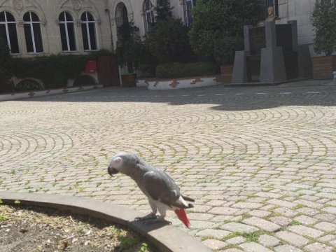 Ömür boyu bir dost jako papağanı