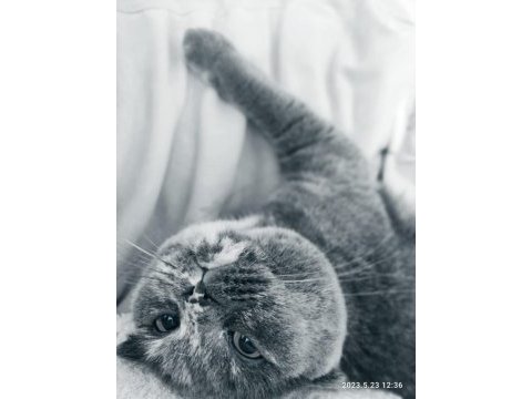 Ücretsiz sahiplendirme scottish fold