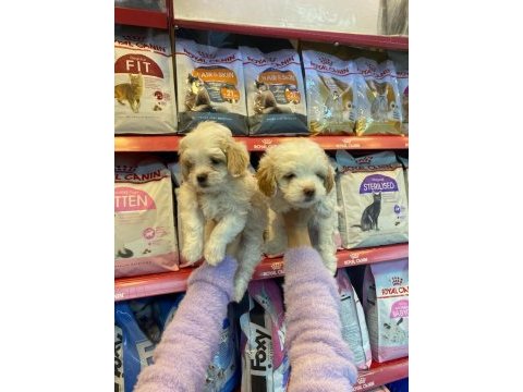 A kalite maltipoo yavrusu 0 beden