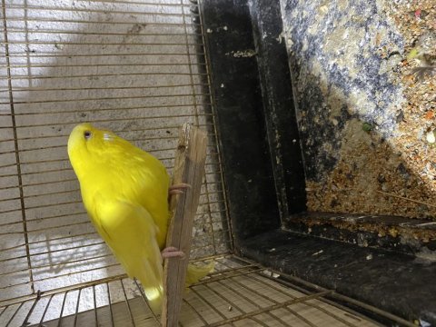 Muhabbet kuşu 7 aylıklar ötüyorlar