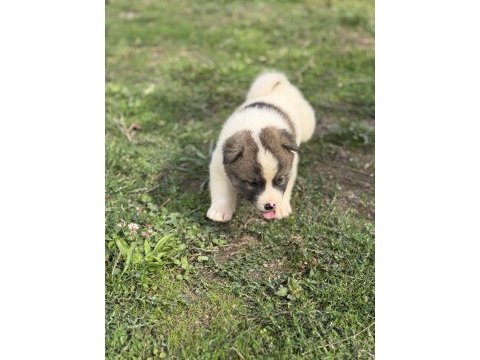 Safkan amerikan akita yavrular
