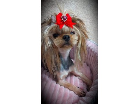 Şecere belgeli yetişkin erkek yorkshire terrier