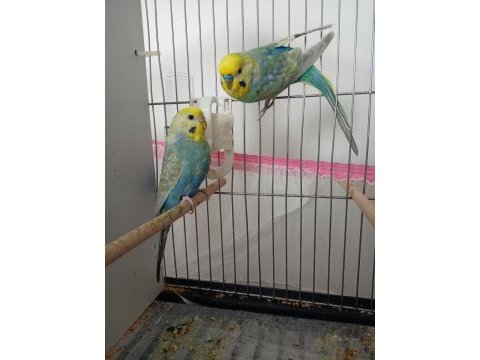 Orjinal bilezikli damızlık rainbow muhabbet takım