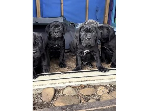 Cane corso sosyal köpekler