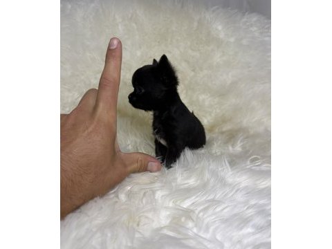 Teacup ırkının en miniği elma kafa şivava