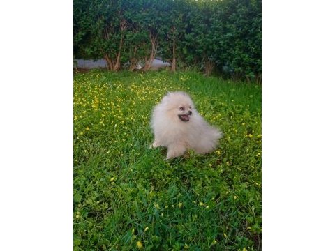 1 erkek 2 dişi pomeranian boo yavrular