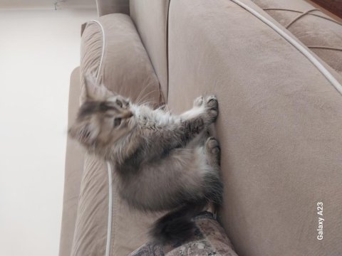 British longhair yavrular