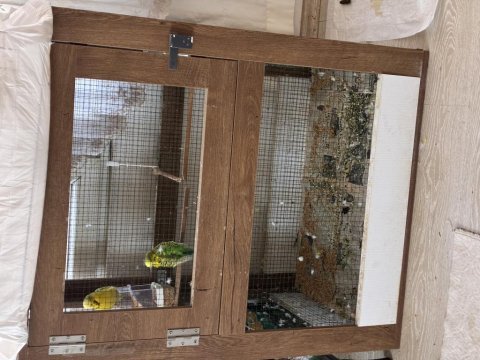 Jumbo çift kafesle beraber muhabbet kuşlar