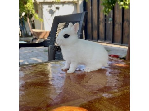 Hollanda cüce tavşanlar (netherland dwarf)