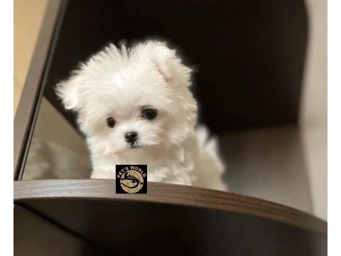 Maltese yavrularımız