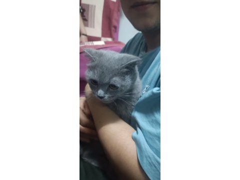Scottish fold