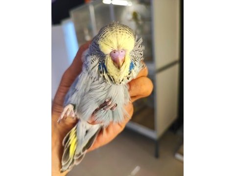 Üst vasıf show jumbo yavru ve damızlık muhabbet