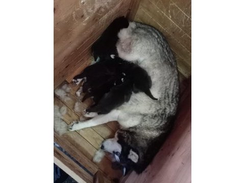 Husky yavrularım yeni ailesini bekliyor
