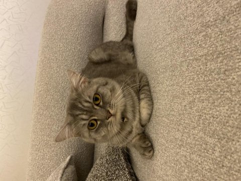 Erkek 1 yaşında british shorthair
