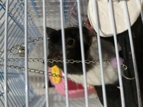 Gonzales / suriye hamster