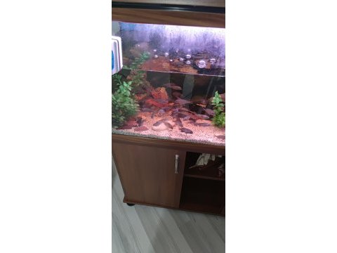 Akvaryum ve balıklar toptan verilecektir