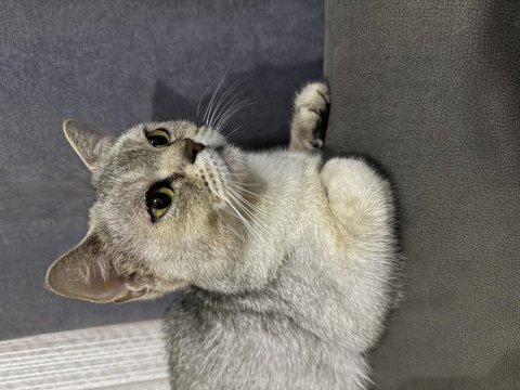 Hamile kedimiz british shorthair