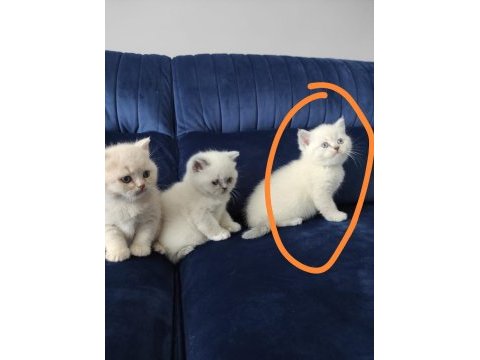 Bayram şekeri kedimiz