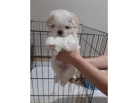 Şecereli korean maltese yavrular 2 erkek 1 dişi