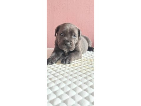 Anatomi harikası cane corso bebeklerim