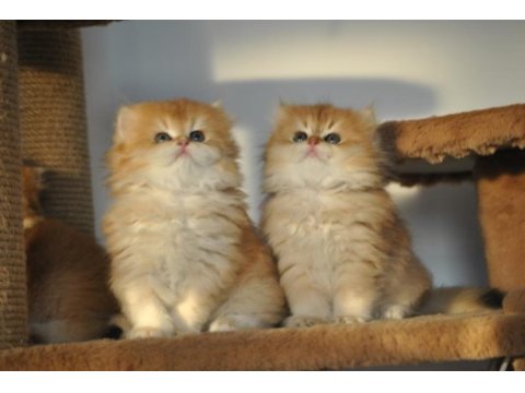 Safkan 2 aylık golden british longhair bebekler