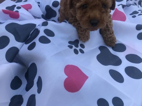 Oyuncu toy poodle yavrular