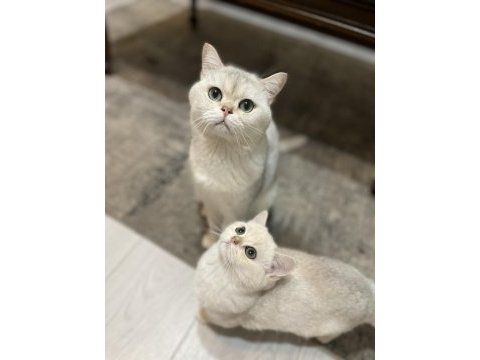 3 aylık british shorthair eşsiz renk