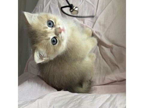 Safkan anne ve babası golden kedimiz