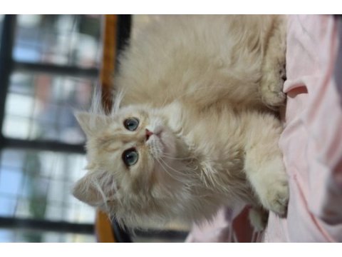 British longhair erkek