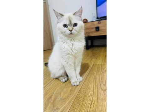 Aylık tuvalet eğitimi vardır 8 aylık kedimiz