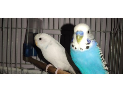 Sağlıklı cift muhabbet kuşları