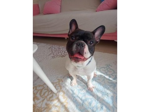 Sahiplendirilecek french bulldog