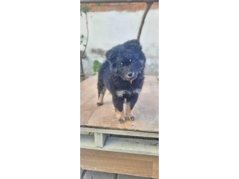 Mama hakkı alınarak verilecek köpeğimiz