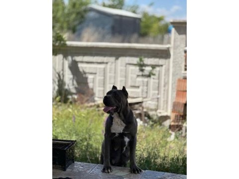 Dişi erkek eş cane corso