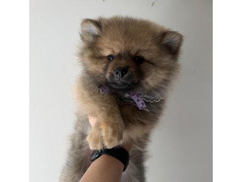 Pomeranian boo dişi erkek uygun