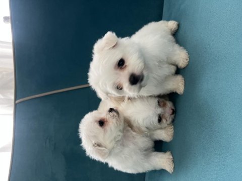 Tea cup kore kan maltese bebekler